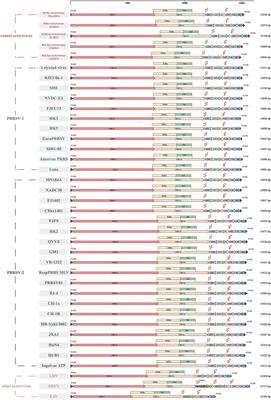 Comparative analysis of newly identified rodent arteriviruses and porcine reproductive and respiratory syndrome virus to characterize their evolutionary relationships